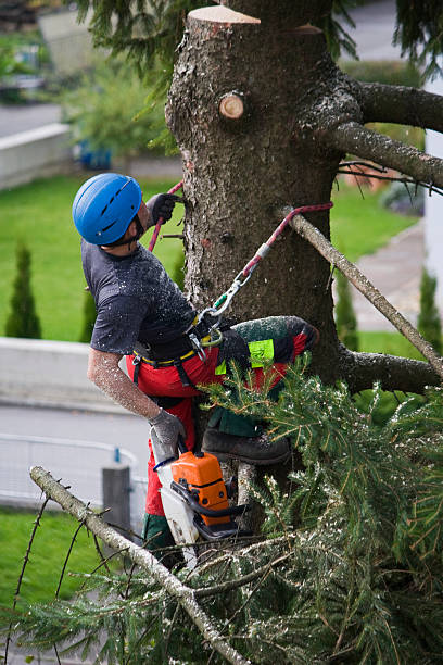 Best Palm Tree Trimming  in USA